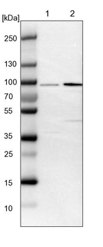 FAM189B Antibody in Western Blot (WB)