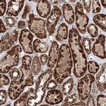 ZNF445 Antibody in Immunohistochemistry (Paraffin) (IHC (P))