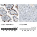 ITLN2 Antibody