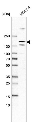 PAXIP1 Antibody in Western Blot (WB)
