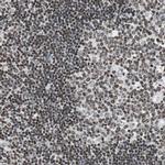 PAXIP1 Polyclonal Antibody