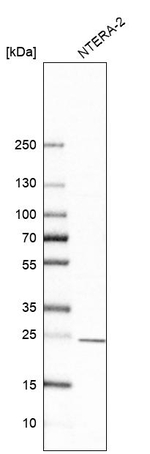 PSMB4 Antibody in Western Blot (WB)