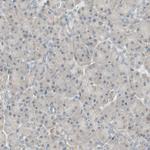 PSMD8 Antibody in Immunohistochemistry (Paraffin) (IHC (P))