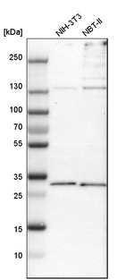 PSMD8 Antibody in Western Blot (WB)