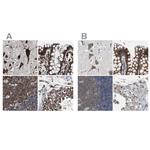 USP10 Antibody in Immunohistochemistry (IHC)