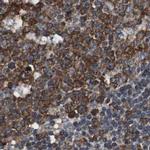 USP10 Antibody in Immunohistochemistry (IHC)
