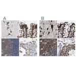USP10 Antibody in Immunohistochemistry (IHC)