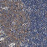 USP10 Antibody in Immunohistochemistry (IHC)