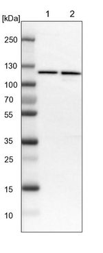 PITRM1 Antibody in Western Blot (WB)