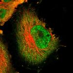 USP5 Polyclonal Antibody