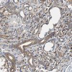 TSC22D4 Antibody in Immunohistochemistry (Paraffin) (IHC (P))