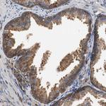 TSC22D4 Antibody in Immunohistochemistry (Paraffin) (IHC (P))