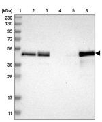 TSC22D4 Antibody in Western Blot (WB)