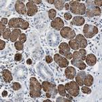 TSC22D4 Antibody in Immunohistochemistry (IHC)