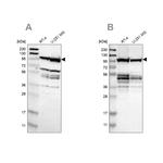 DAP5 Antibody in Western Blot (WB)