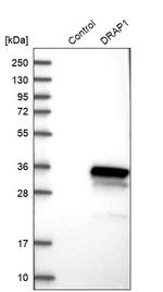 DRAP1 Antibody in Western Blot (WB)