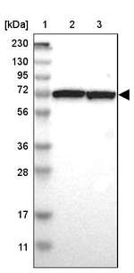 SWAP70 Antibody in Western Blot (WB)