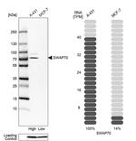 SWAP70 Antibody in Western Blot (WB)
