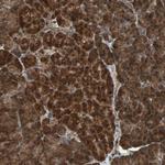 LAMTOR5 Polyclonal Antibody