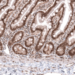 KANSL1 Antibody in Immunohistochemistry (Paraffin) (IHC (P))