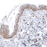 KANSL1 Antibody in Immunohistochemistry (Paraffin) (IHC (P))