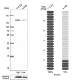 KANSL1 Antibody in Western Blot (WB)