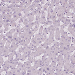 SCG3 Antibody in Immunohistochemistry (Paraffin) (IHC (P))