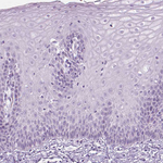 SCG3 Polyclonal Antibody