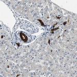 PTPRN2 Antibody in Immunohistochemistry (Paraffin) (IHC (P))