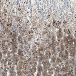 PTPRN2 Antibody in Immunohistochemistry (Paraffin) (IHC (P))
