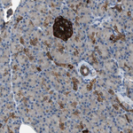 PTPRN2 Antibody in Immunohistochemistry (Paraffin) (IHC (P))