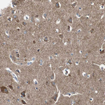 PTPRN2 Antibody in Immunohistochemistry (Paraffin) (IHC (P))