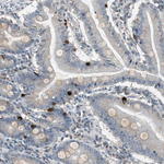 PTPRN2 Antibody in Immunohistochemistry (Paraffin) (IHC (P))