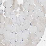 PTPRN2 Antibody in Immunohistochemistry (Paraffin) (IHC (P))