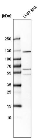 PTPRN2 Antibody in Western Blot (WB)