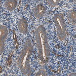 HAI-1 Antibody in Immunohistochemistry (Paraffin) (IHC (P))
