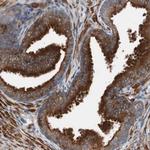 LITAF Antibody in Immunohistochemistry (Paraffin) (IHC (P))