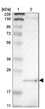 LITAF Antibody in Western Blot (WB)