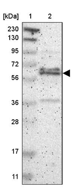 ZNF135 Antibody in Western Blot (WB)