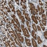 CGI-143 Polyclonal Antibody