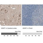 Centaurin alpha-1 Antibody