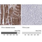 Titin Antibody