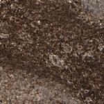 Tapasin Polyclonal Antibody