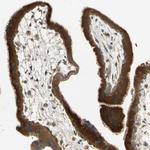 GALK1 Antibody in Immunohistochemistry (Paraffin) (IHC (P))