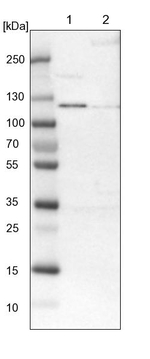 ADNP2 Antibody in Western Blot (WB)