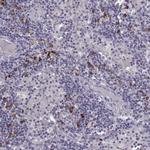 GPR114 Antibody in Immunohistochemistry (IHC)