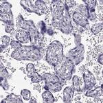 GPR114 Antibody in Immunohistochemistry (IHC)