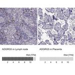 GPR114 Antibody