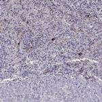 GPR114 Antibody in Immunohistochemistry (IHC)