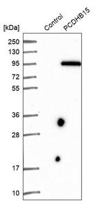 PCDHB15 Antibody in Western Blot (WB)